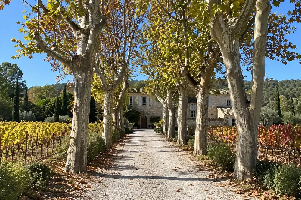 L’allée de platanes d’un domaine viticole du Luberon, vignes d’automne de chaque côté