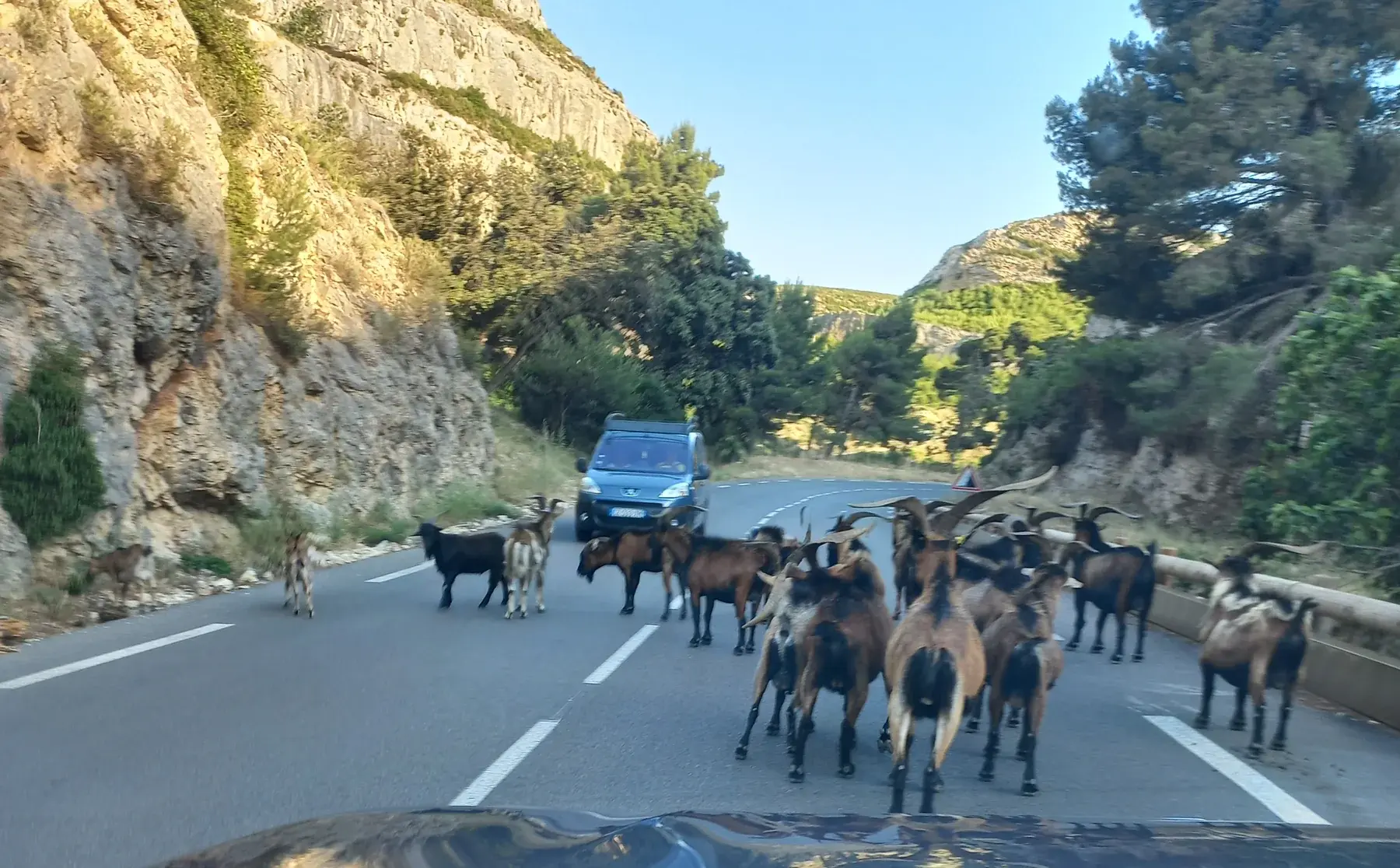 Un troupeau de chèvres au milieu de la route, entre les falaises, vu depuis le volant de Dominique
